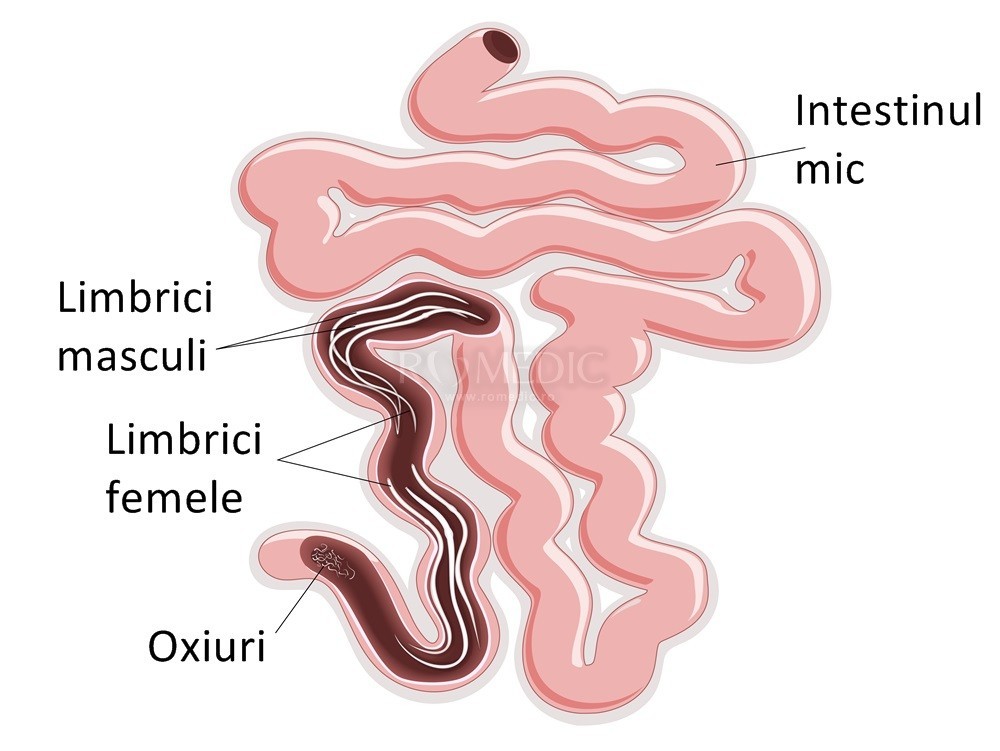 Enzimele digestive, catalizatorii ultraspecializati ai digestiei