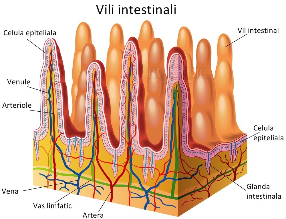 Enzime digestive - rol, importanţă şi surse