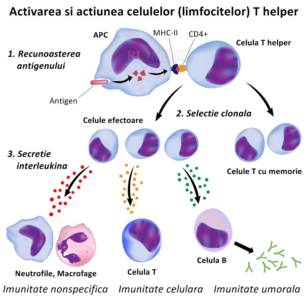 imunitate naturala activa