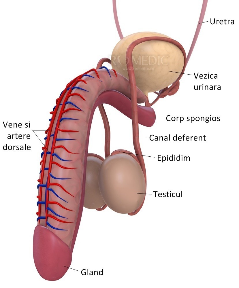 Penisul | Anatomie si fiziologie