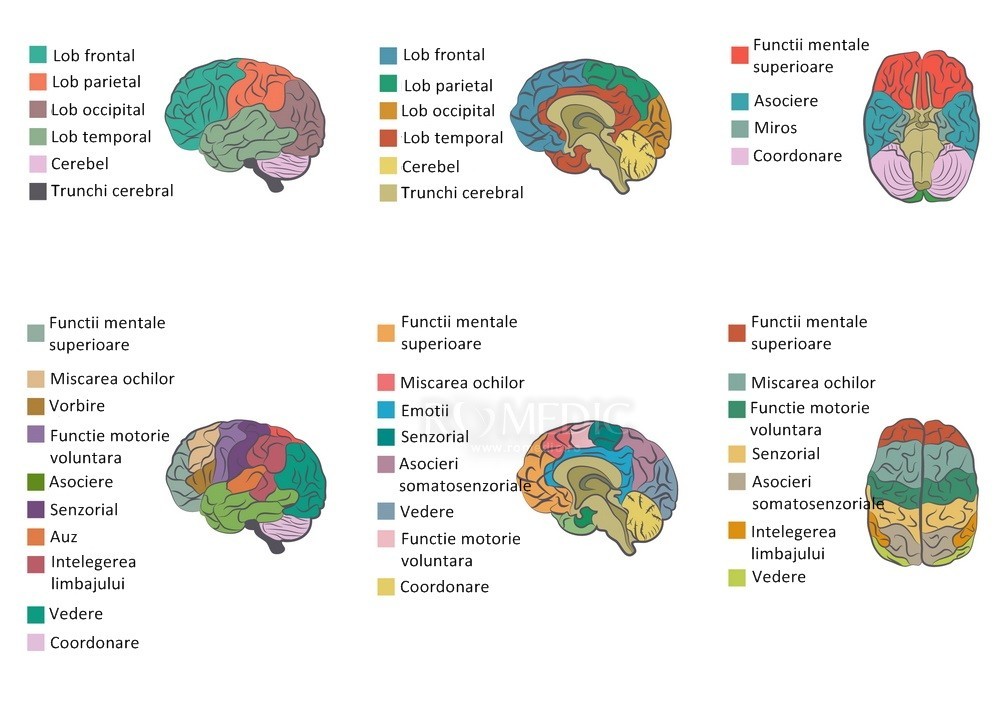 Cerebel - Wikipedia