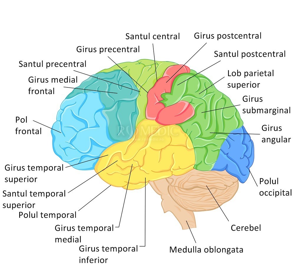 Afectează muzica creierul?