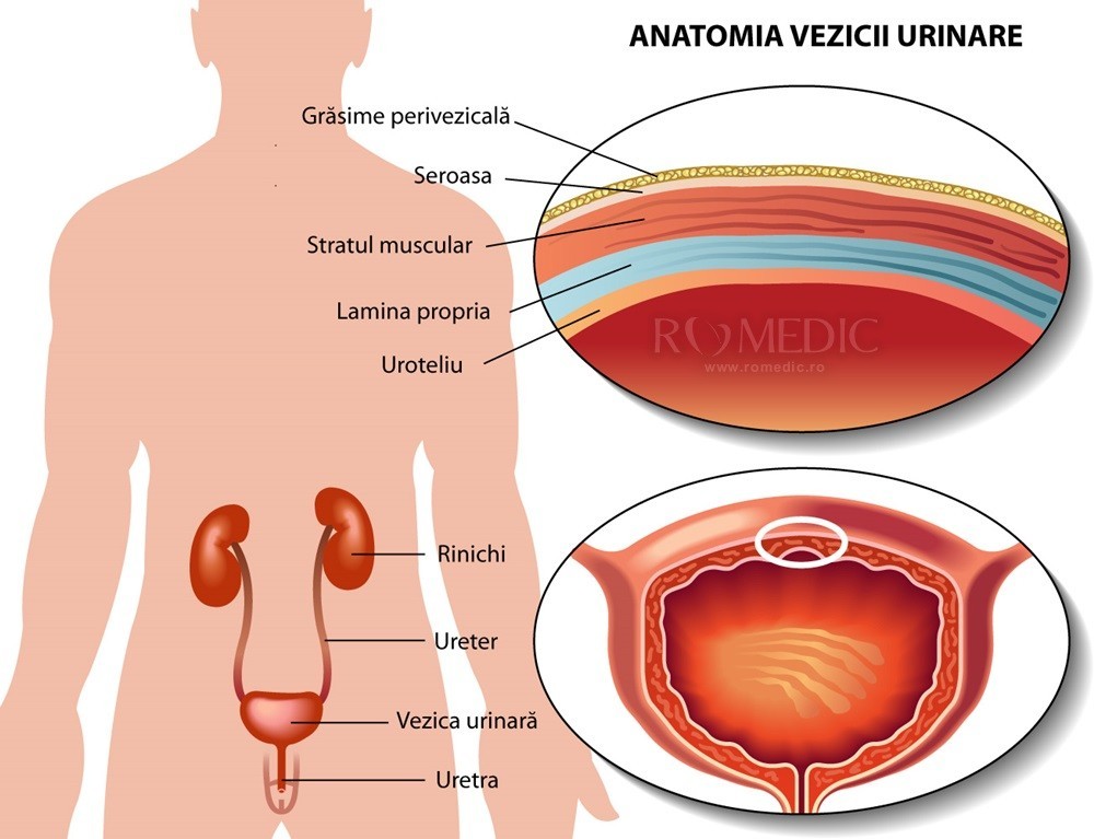 VEZICA URINARA: anatomie, fiziologie, boli