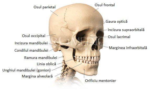 oasele viscerocraniului