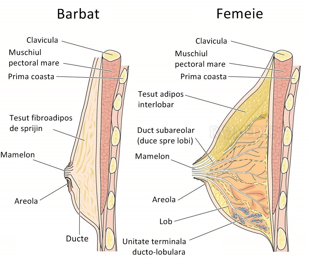 cauzele impotentei la barbat