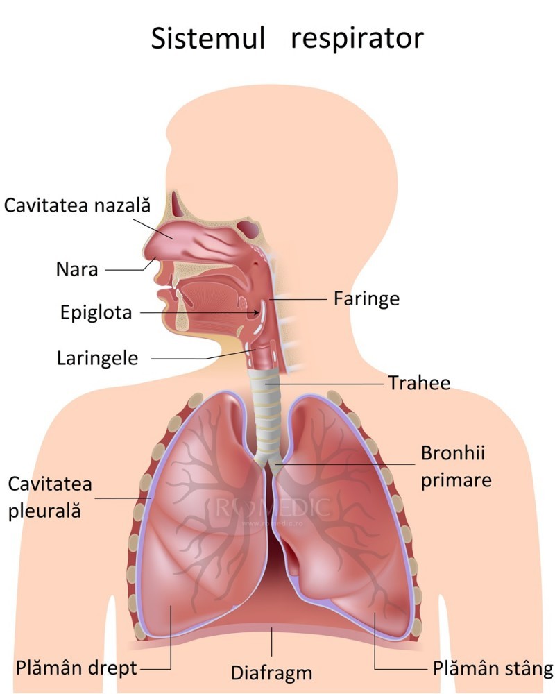 tratamentul bronhiilor și articulațiilor