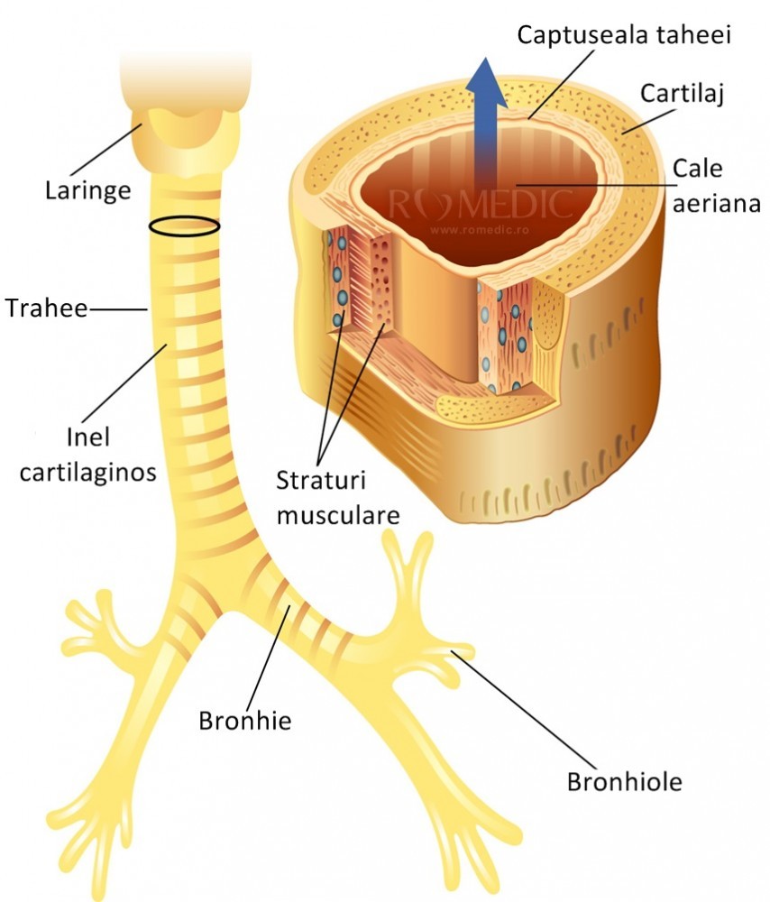 pin Nerve chapter Arborele traheo-bronsic | Anatomie si fiziologie