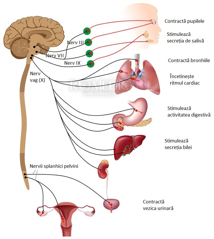 sistemul nervos larg al sistemului nervos