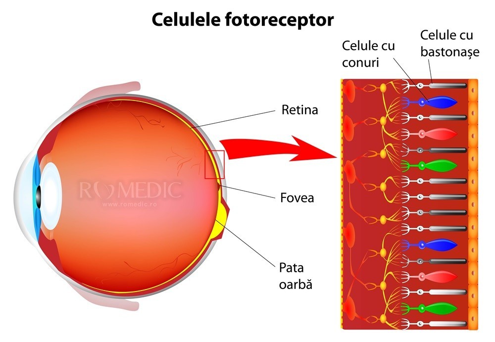 Cusutul strică vederea vedere topografică