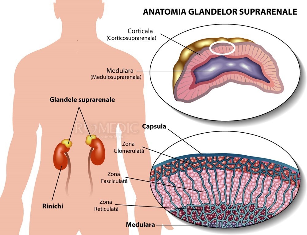 Sindromul adreno – genital: ce este, simptome, tratament