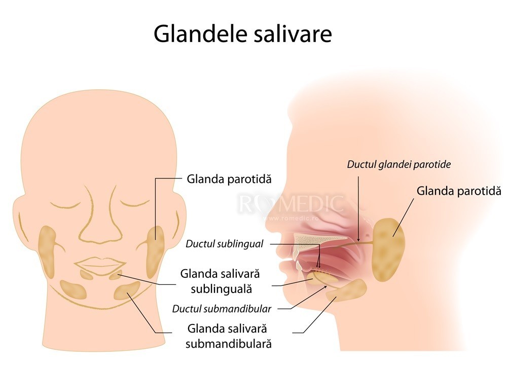 glandele salivare mari)