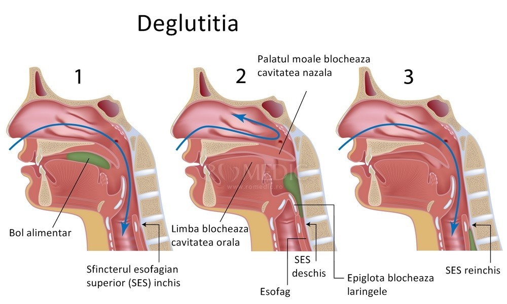 Disfagia : Tulburari ale functiei gastrointestinale | Boli