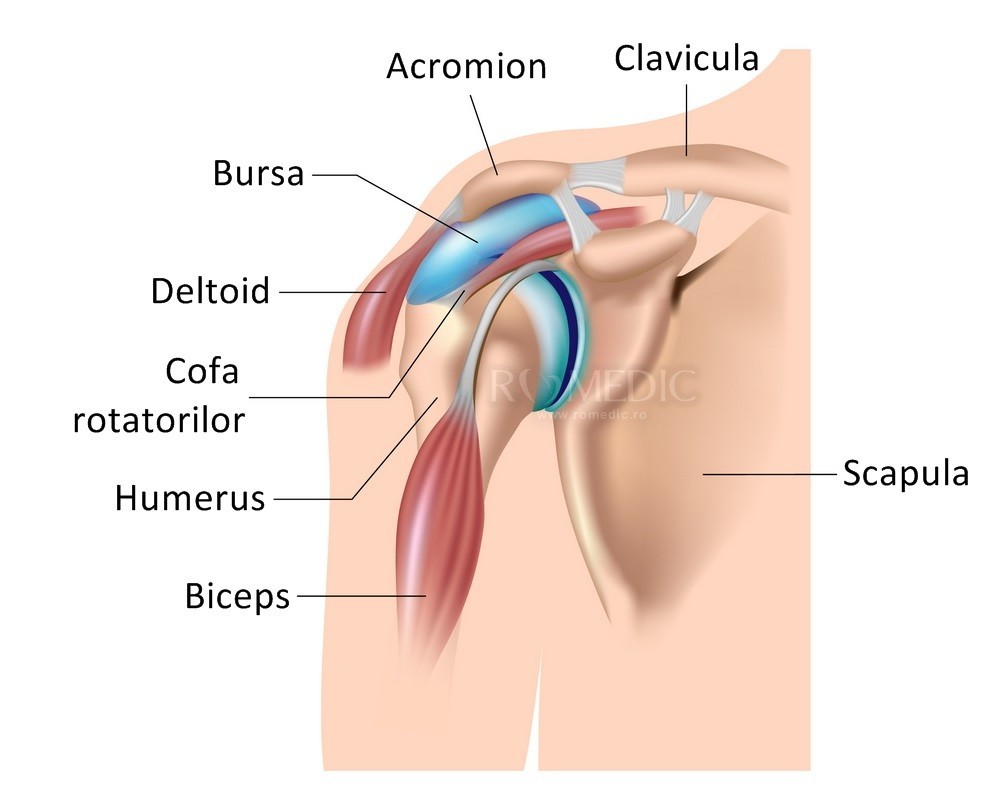 articulatia scapulo toracica)