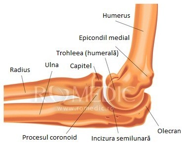 Articulatia cotului – normal vs. patologic – Dr. Alin Popescu