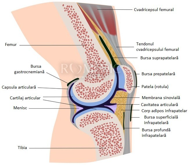 Durerile de genunchi: simptome, cauze si tratament | Medlife