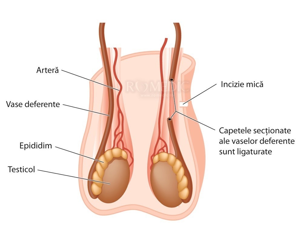 penisul și testiculele tipului