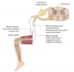 Facilitările Neuro-proprioceptive