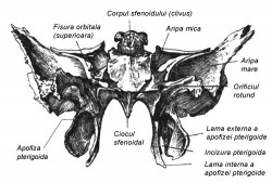 Osul sfenoid si membrana dura mater