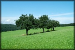 CEI TREI COPACI. POVESTE TERAPEUTICA