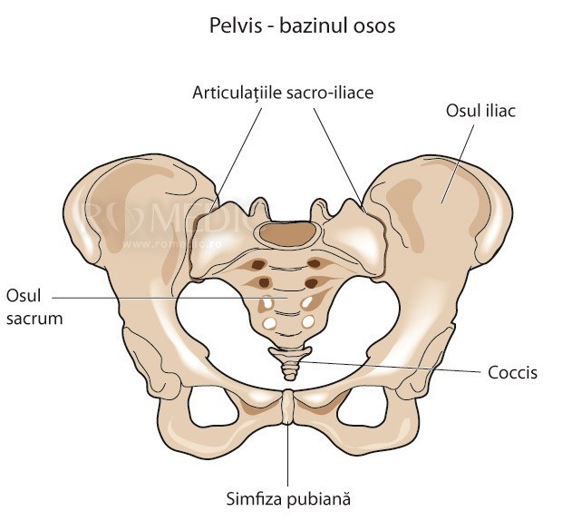 oasele iliace)