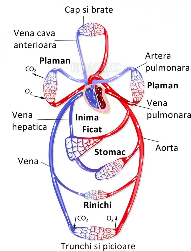 Aparatul cardiovascular - Wikipedia