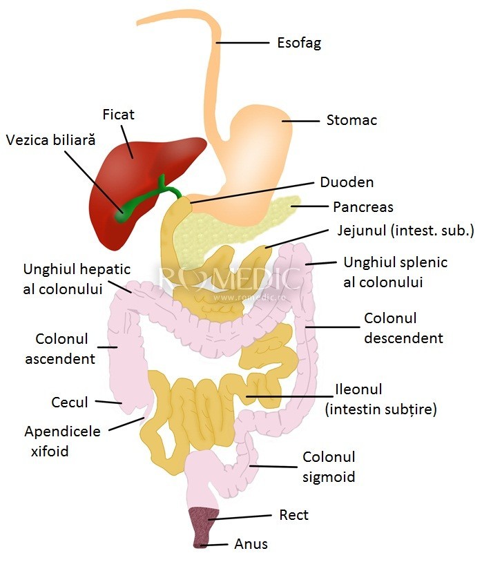 Sistemul digestiv | Anatomie si fiziologie