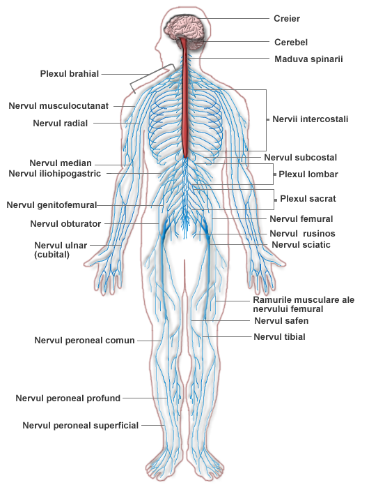 nervii și bolile articulare