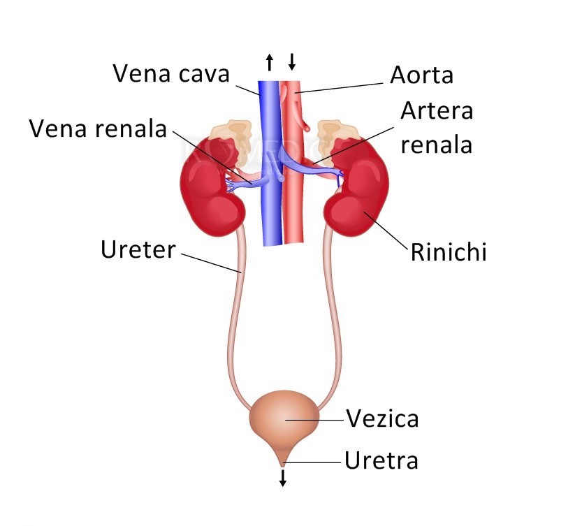 anatomia aparatului urinar la barbati