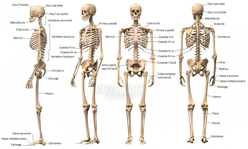 boli ale spatelui inferior și articulațiilor)