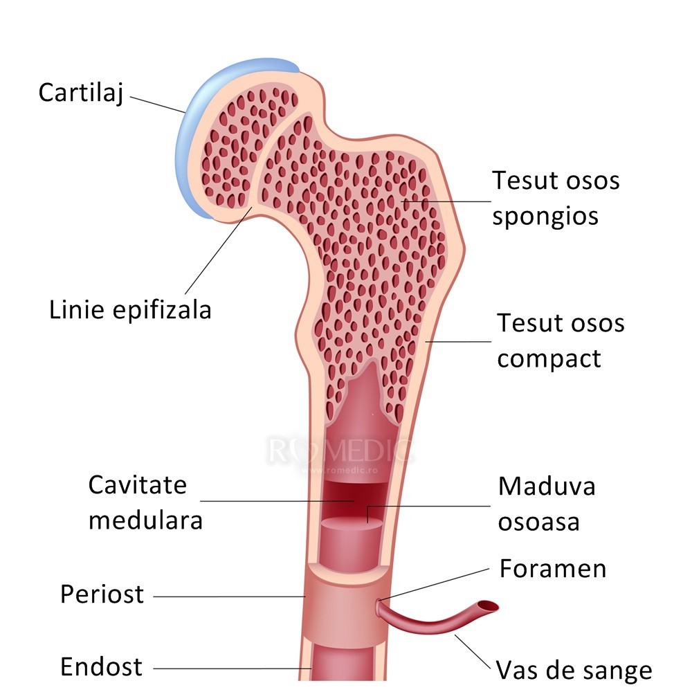 regenerarea țesutului osos și cartilaj