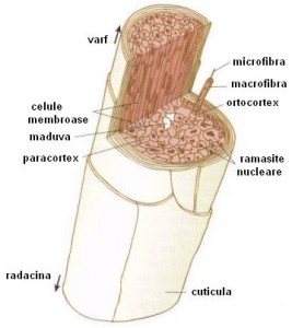 ingrijire par