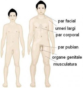 organele genitale masculine după erecție