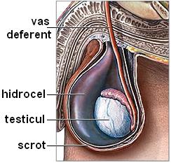 testiculul penisului scrot