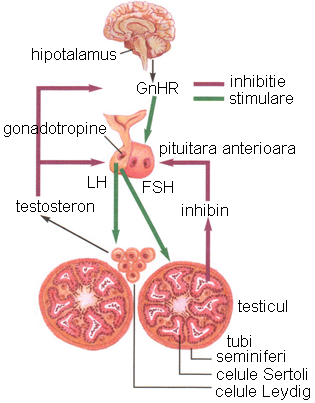 erecția hormonilor feminini)