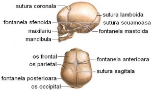 organe de vedere la nou-născuți)