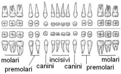 dentitia_permanenta