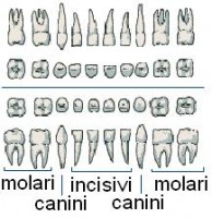 dentitie primara