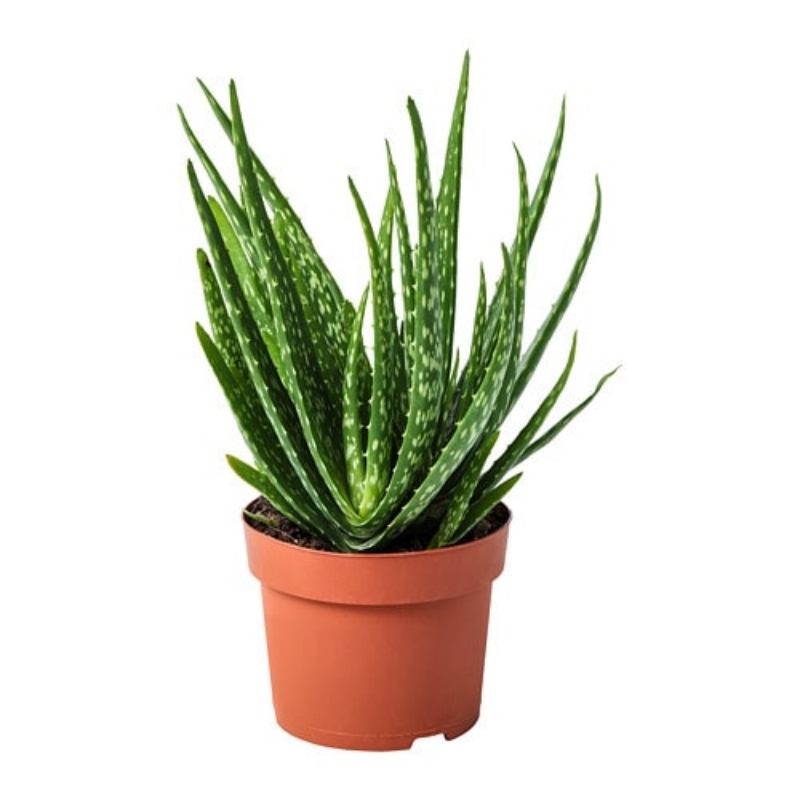 Cum te poate ajuta Aloe vera sa slabesti