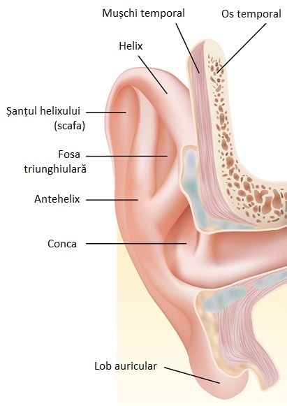 inflamație articulară în spatele urechii