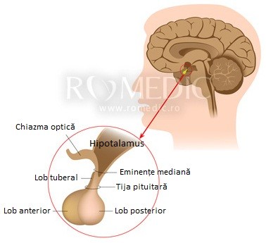 Dureri articulare cu adenom hipofizar, Anatomia şi fiziologia hipofizei