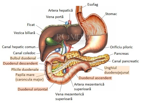 gastrita doare articulațiile