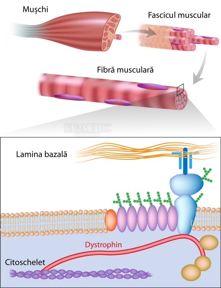 Ce este distrofia musculara