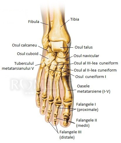 artroza piciorului de diagnostic comun)