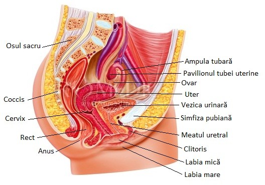 Prolapsul organului pelvin - Tratament - Medic Info