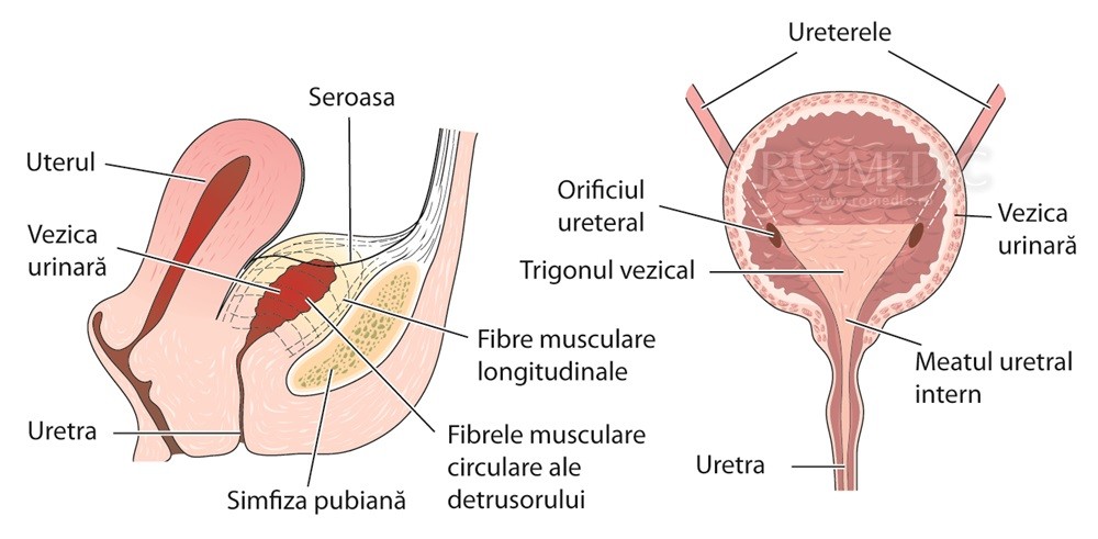 usturime uretra barbati