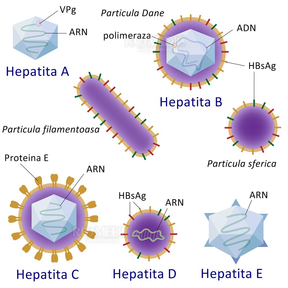 Hepatita D