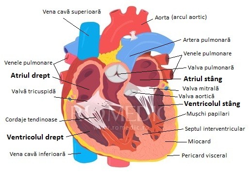 Reumatologia si bolile reumatice