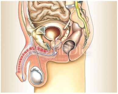 prostata durere testicule