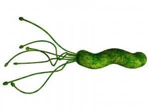 Tratamentul cu Sulphoraphanul de Brocoli în infecția cu Helicobacter Pylori