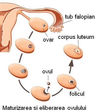 Fiziologia aparatului genital feminin - ciclul reproductiv